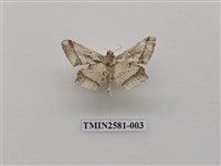 藏品(尺蛾90)的圖片